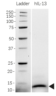 Detection by SDS-PAGE
