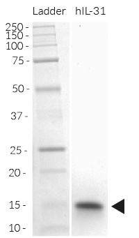 Detection of human IL-31 by SDS-PAGE