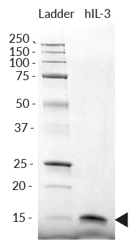 Detection of human IL-3 by SDS-PAGE