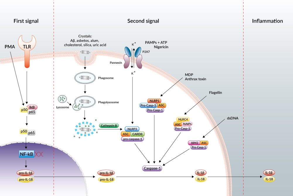 Inflammasomes pathway Inflammasomes pathway