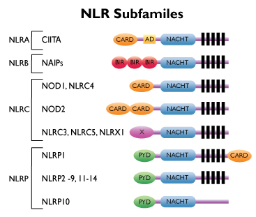 NLR subfamilies NLR subfamilies