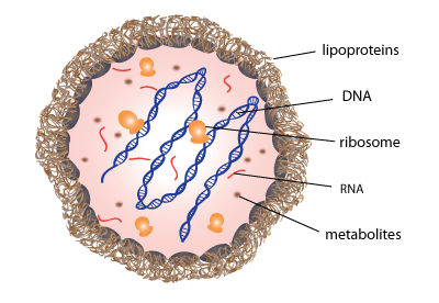 invivogen mycoplasma invivogen mycoplasma