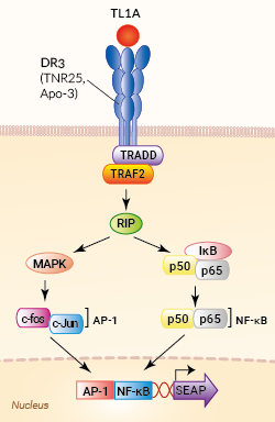 Signaling pathway in HEK-Blue™ TL1A reporter cell line