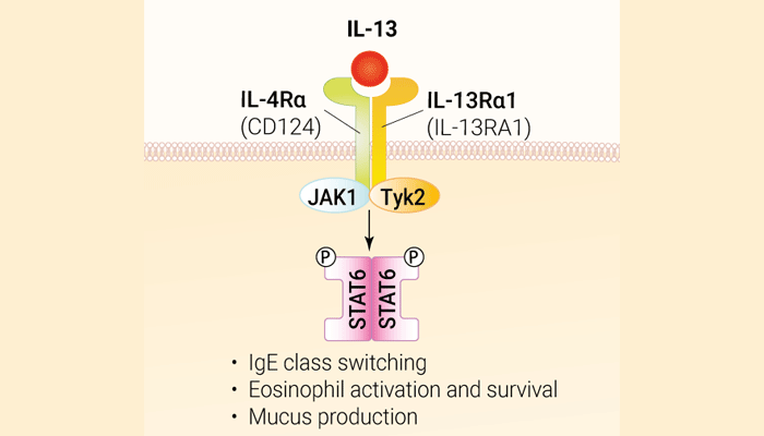 IL-13 signaling and biological functions