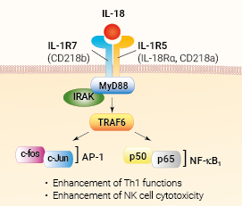 IL-18 signaling and biological functions