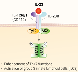 IL-23 signaling and biological functions