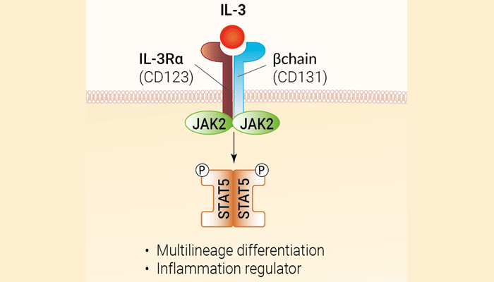 IL-3 signaling and biological functions