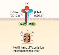 IL-3 signaling and biological functions