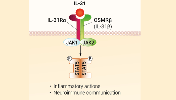 IL-31 signaling and biological functions