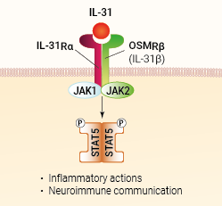IL-31 signaling and biological functions