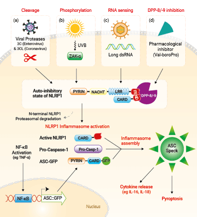 Activation of NLRP1 in A549-ASC-NLRP1 cells - Click to enlarge Activation of NLRP1 in A549-ASC-NLRP1 cells