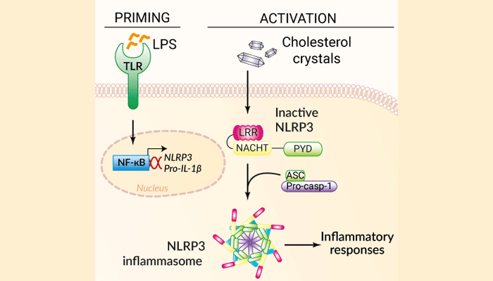 Inflammasome activation with Cholesterol Crystals