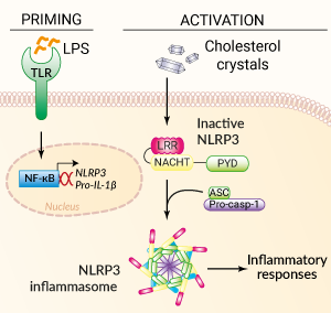 Inflammasome activation with Cholesterol Crystals