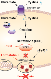 Ferroptosis modulators