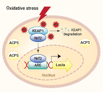 HEK-Lucia-Star™ ARE cells signaling pathway
