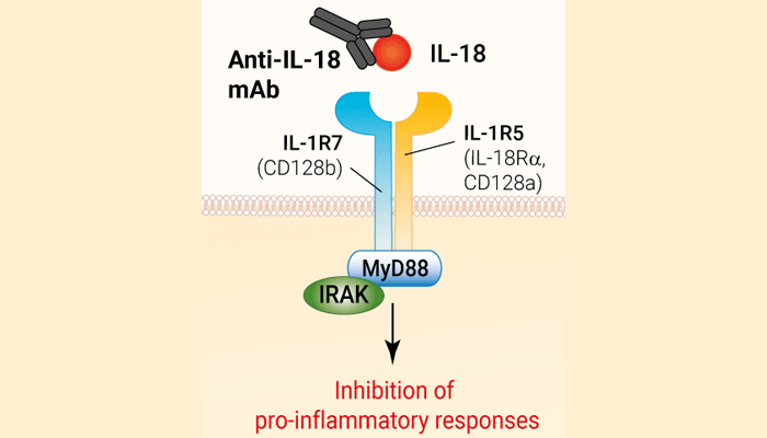 Binding of anti-IL-18 mAb