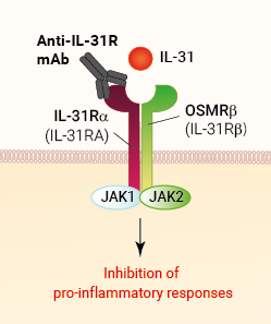 Binding of anti-IL-31R mAb