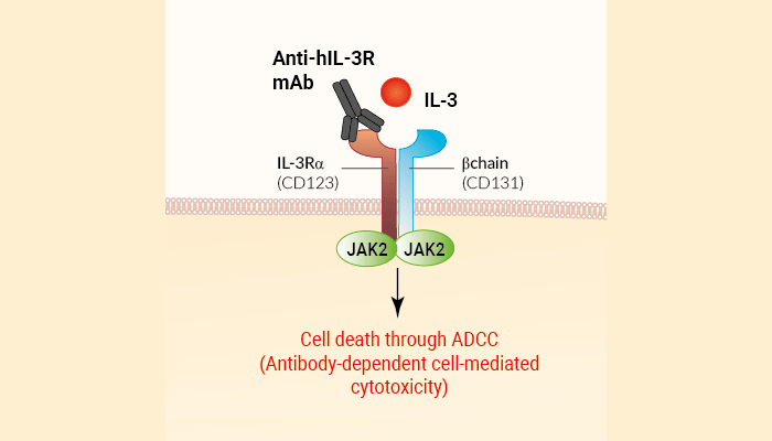 Binding of Anti-IL-3R Talacotuzumab