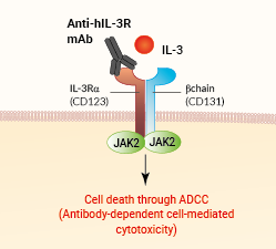 Binding of Anti-IL-3R Talacotuzumab - InvivoGen