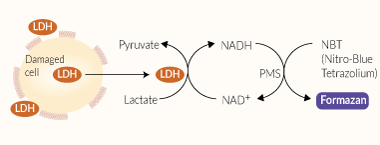 LDH-Blue cytotoxicity assay principle