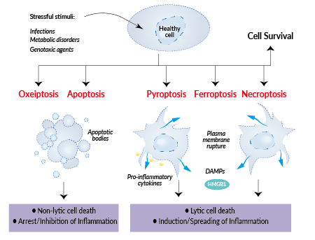 Apoptotic, pyroptotic, and necroptotic cell deaths