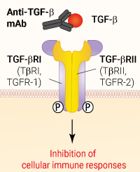 Binding of anti-TGF-β mAb