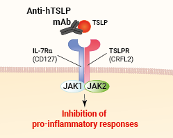 Binding of Anti-hTSLP-hIgG2 (Tezepelumab)