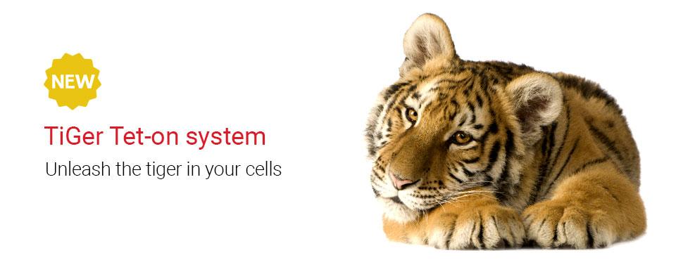 TiGer Tet-on System - Inducible Protein Expression